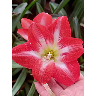 Củ Lan Huệ Đỏ ta củ mẹ