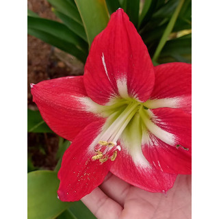 Củ Lan Huệ Đỏ ta củ mẹ
