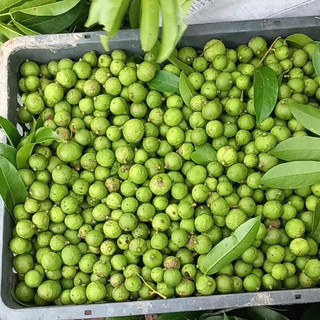 Sấu tươi 1kg - ship hoả tốc hà nội