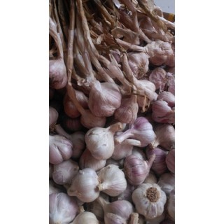 1kg tỏi tím giá rẻ