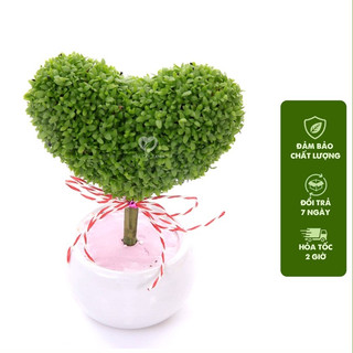 Cây cỏ may mắt cây cao 20cm, cây để bàn lọc không khí, làm quà tặng tinh tế