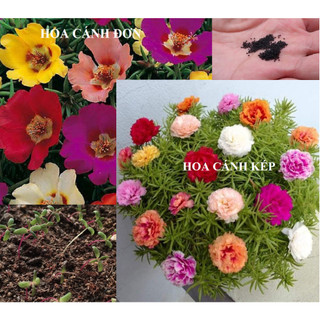 Hạt giống hoa 10h mỹ nhiều màu - hoa cánh đơn cánh kép