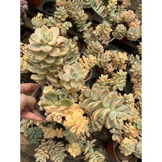 cây sen đá đá var , Có sẵn] 🌵 [Chính hãng]⚡ [Ảnh thật] [FreeShip]