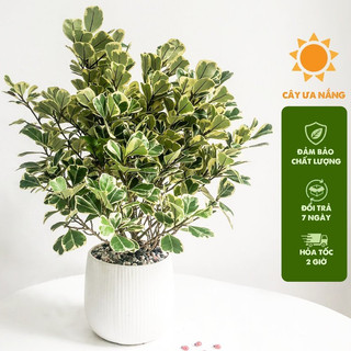 Cây bàng cẩm thạch - bàng lá tim trồng chậu sứ chiều cao 25cm, thích hợp trang trí sân vườn và phòng khách