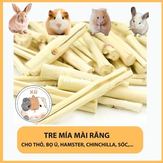 Tre Trúc ngọt mài răng cho Thỏ, Bọ, Hamster, Sóc, Nhím, Chinchilla – Gau.petshop