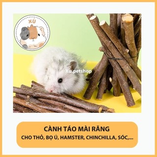 Cành táo mài răng cho Hamster, nhím, sóc, Chinchilla… - Gau.petshop