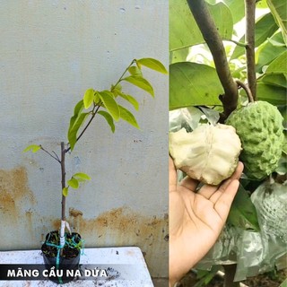 Na dứa Đài Loan cây ghép trồng chậu ra trái được