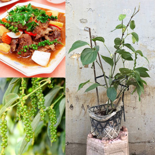 Cây Tiêu Vĩnh Linh nuôi sẵn trồng chậu cho trái tốt