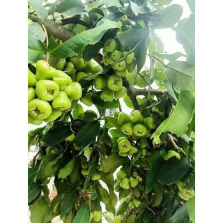 Cây giống roi xanh lùn siêu quả