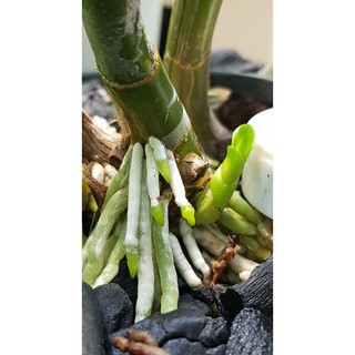 [FREESHIP TỪ 50K] KÍCH RỄ THÁI EXOTIC