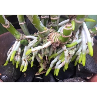 [FREESHIP TỪ 50K] KÍCH RỄ THÁI EXOTIC