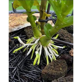 [FREESHIP TỪ 50K] KÍCH RỄ THÁI EXOTIC