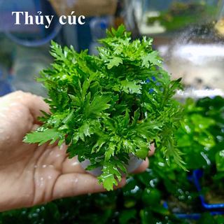 Cây Thủy Cúc - cây thủy sinh cắt cắm dễ trồng không cần CO2