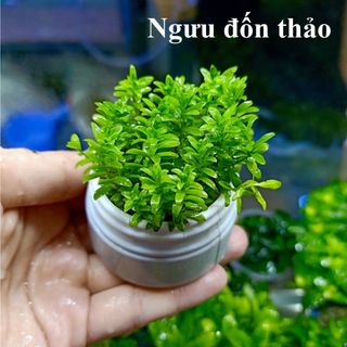 Cây thủy sinh Ngưu Đón Thảo - Cây thủy sinh cắt cắm khỏe, dễ trồng, không cần CO2