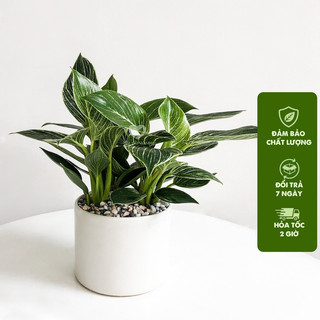 Cây Trầu Bà Đế Vương Kim Cương - Trầu Bà Đế Vương Sọc, cây trồng chậu sứ cao 25cm, phù hợp decor bàn làm việc