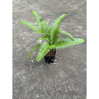 Dương xỉ đuôi tôm.