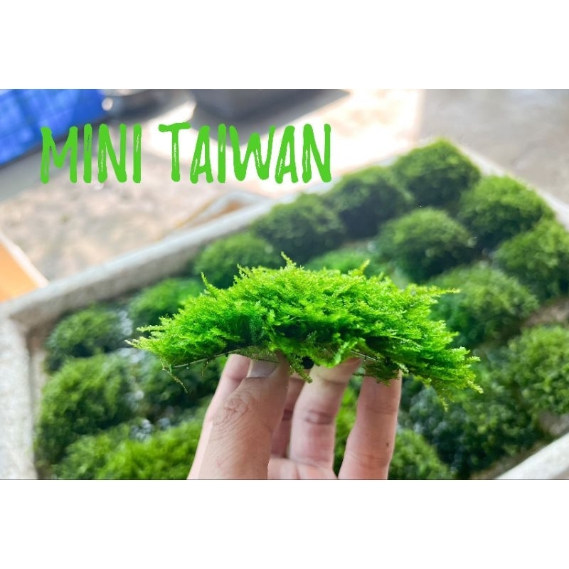 N&T Garden - Rêu mini Taiwan