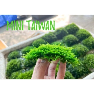 N&T Garden - Rêu mini Taiwan