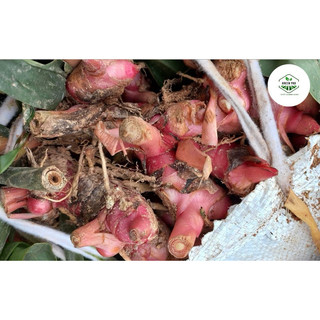 1KG RIỀNG ĐỎ