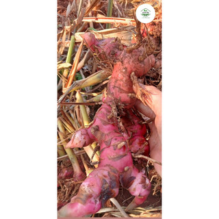1KG RIỀNG ĐỎ