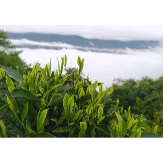 Trà Lùng Tao - Trà Bà Vân