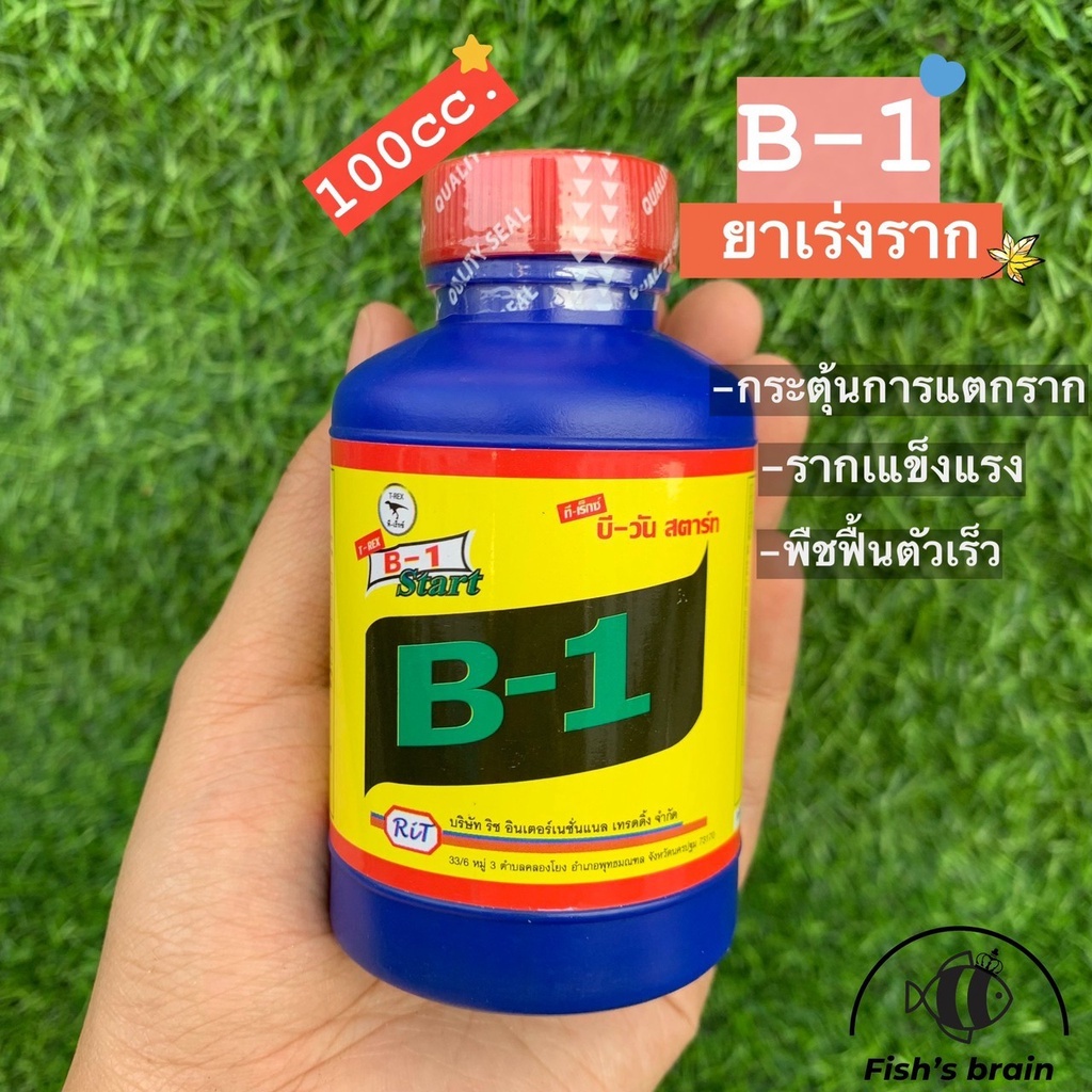 B1 Thái Nhập Khẩu