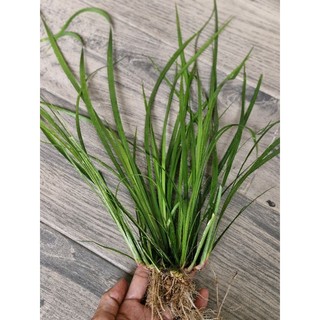 N&T - Thạch xương bồ bán cạn (1 cụm như hình 3 đặt trên tay)