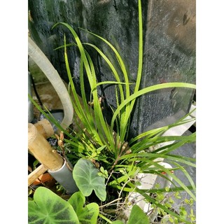 N&T - Thạch xương bồ bán cạn (1 cụm như hình 3 đặt trên tay)