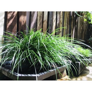 N&T - Thạch xương bồ bán cạn (1 cụm như hình 3 đặt trên tay)