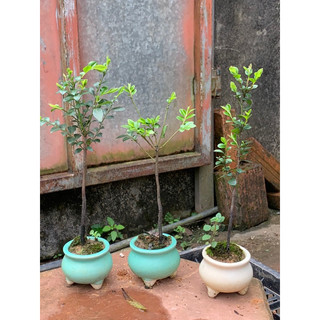 Cây Tùng đen