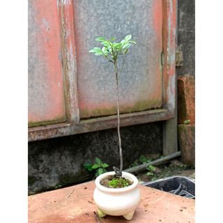 Cây Tùng đen