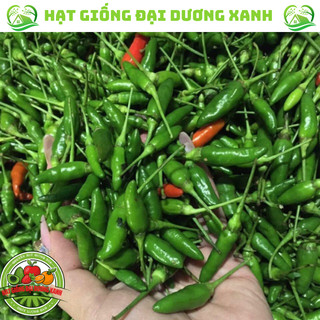 30H_Hạt giống ớt xiêm siêu trái