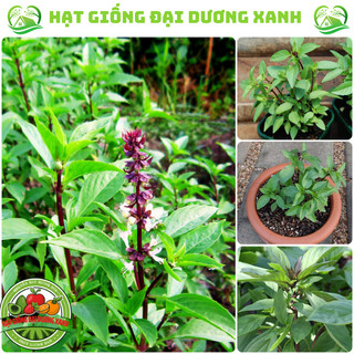 Hạt Giống rau húng quế, rau húng chó tặng phân bón