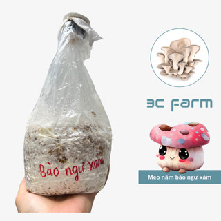  Meo giống nấm bào ngư xám giống nấm sò xám  500gr  hàng có sẵn chất lượng - 3C FARM 