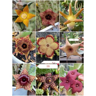 XƯƠNG RỒNG SAO BIỂN MIX NHIỀU LOẠI NGẪU NHIÊN - SET 10 NHÁNH 25K