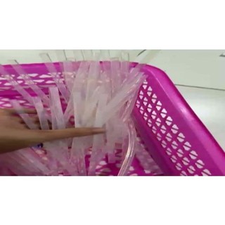 10 Cây Keo Nến Trong 20Cm