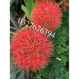 Củ giống hoa hồng tú cầu - hoa độc lập