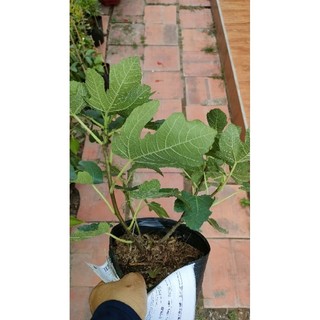 Chậu cây giống Sung Mỹ ( đang chưa trái )
