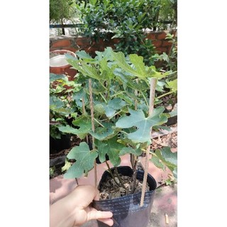 Chậu cây giống Sung Mỹ ( đang chưa trái )