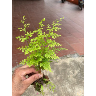 dương xỉ lá nhỏ (có thể trồng rủ) tặng hom giống dâu tằm