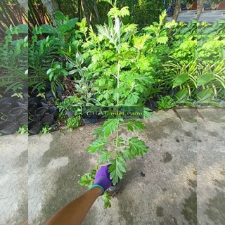 Cây ngải cứu giống (cây cao 20-35cm như hình)