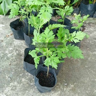 Cây ngải cứu giống (cây cao 20-35cm như hình)