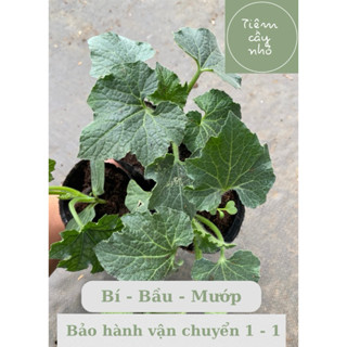 Cây giống leo giàn : Bí xanh - Bầu sao - Mướp Hương - Khổ qua - Cây giống dòng năng suất - Phát triển nhanh