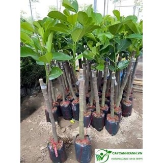  CÂY GIỐNG MÍT THÁI SIÊU TRÁI SIÊU NGỌT   CÂY GHÉP  
