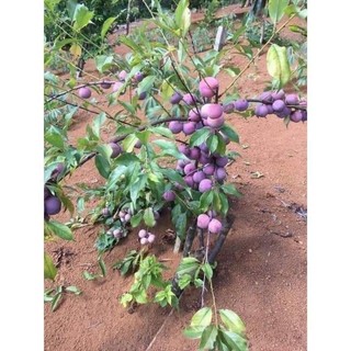 Cây giống mận hậu sơn la siêu trái