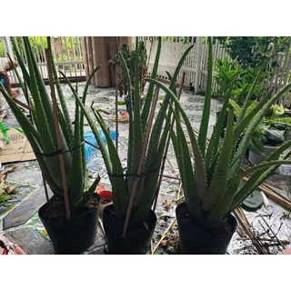 Cây Nha Đam (Cây Lô Hội) tặng kèm phân bón