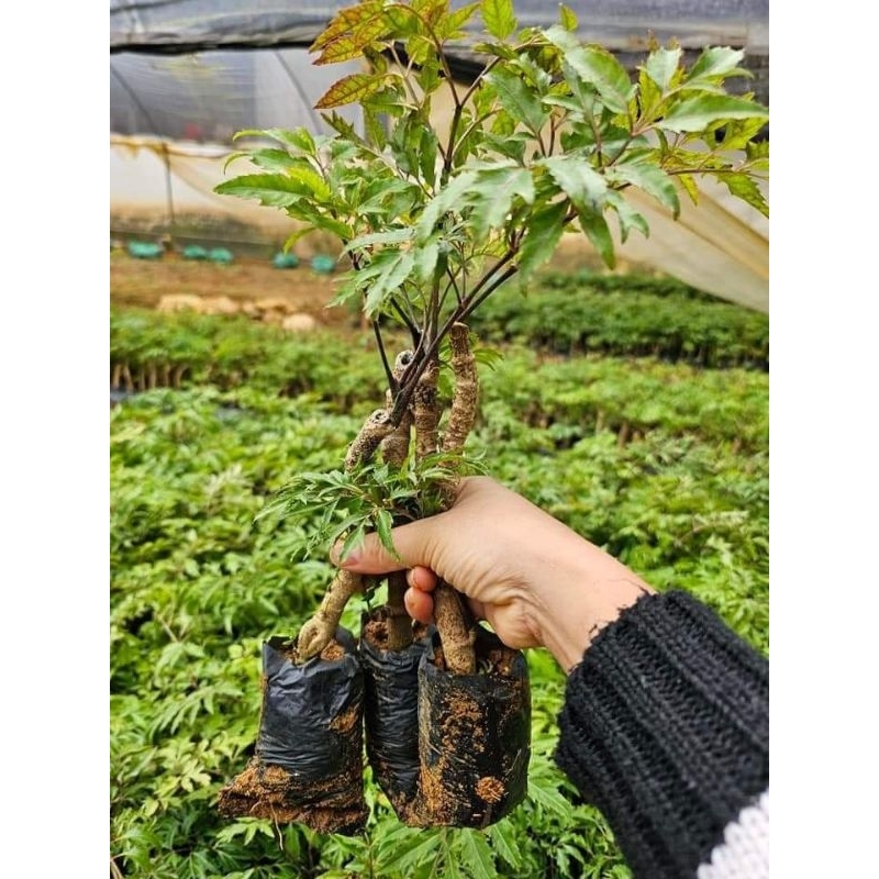 Combo 10 cây đinh lăng nếp lá nhỏ (cây chiết cành)