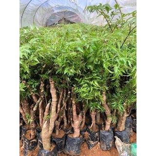 Combo 10 cây đinh lăng nếp lá nhỏ (cây chiết cành)