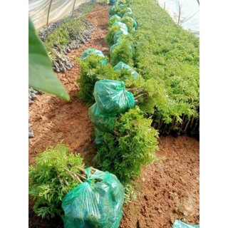 Combo 10 cây đinh lăng nếp lá nhỏ (cây chiết cành)