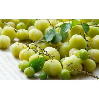 Cây con giống Chùm Ruột chua